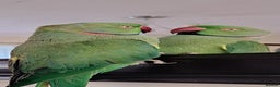 Ringnecks birds for sale: 2 year old male Indian Ringneck parrot - Advert 2