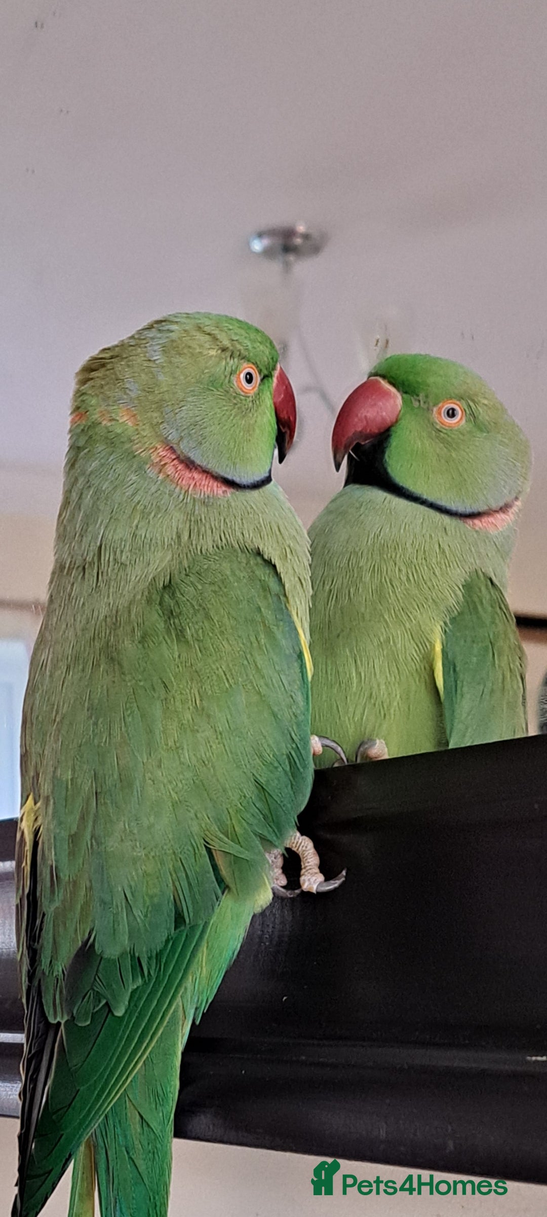 Ringnecks birds for sale: 2 year old male Indian Ringneck parrot - Advert 2