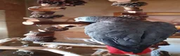 Parrots birds for sale: Beautiful African grey parrot  in Nottingham - Advert 8