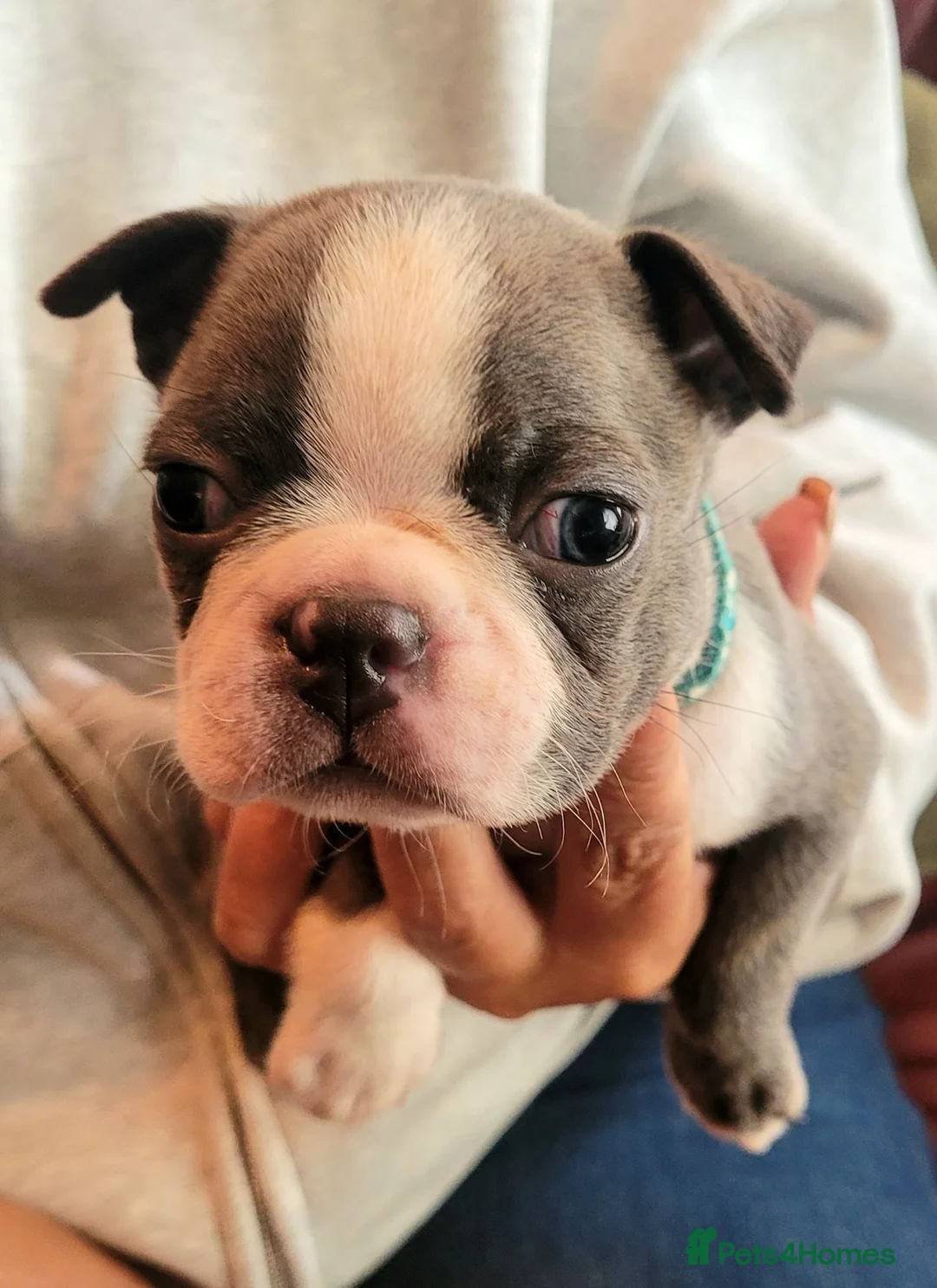 Boston Terrier dogs for sale: Beautiful Boston Babies looking for forever family - Advert 2