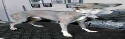 Italian Greyhound dogs for stud: At stud - Advert 3