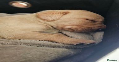Labrador Retriever dogs - Advert 6