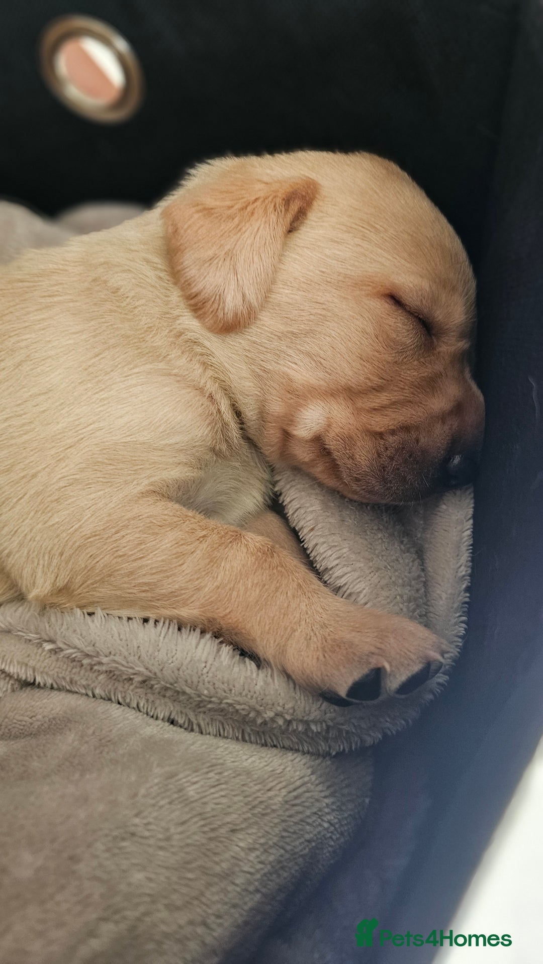 Labrador Retriever dogs for sale: KC Labrador Puppies – Ready 23rd August 🐾 - Image 3