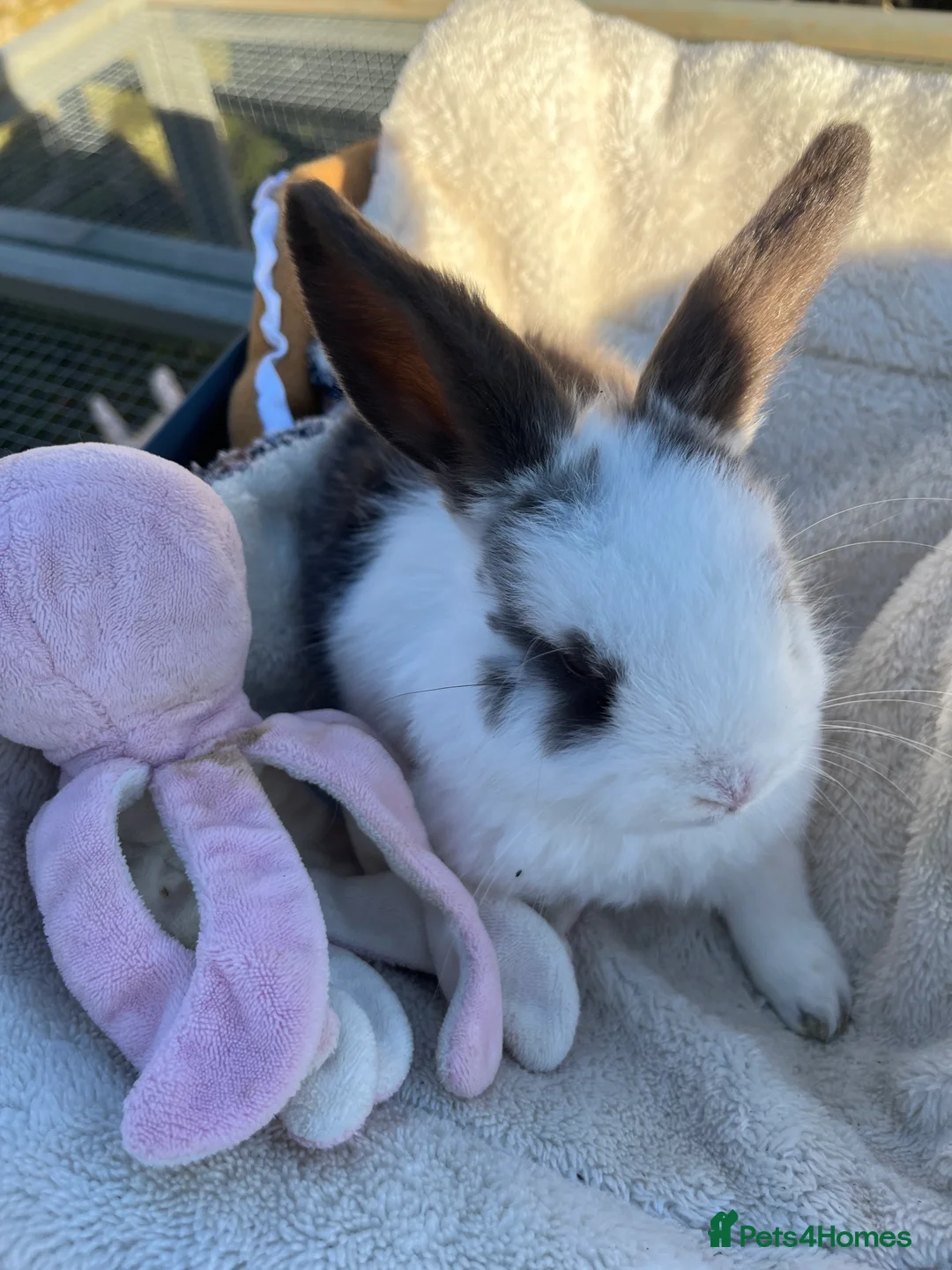 Mini Lop rabbits for sale: Gorgeous mini lops  - Advert 21