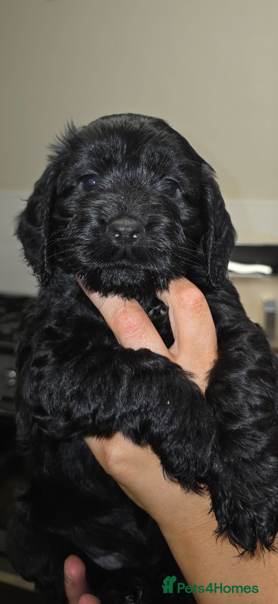 Cockapoo dogs cockapoos  - Advert 1