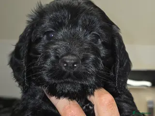 Cockapoo dogs cockapoos - Advert 1