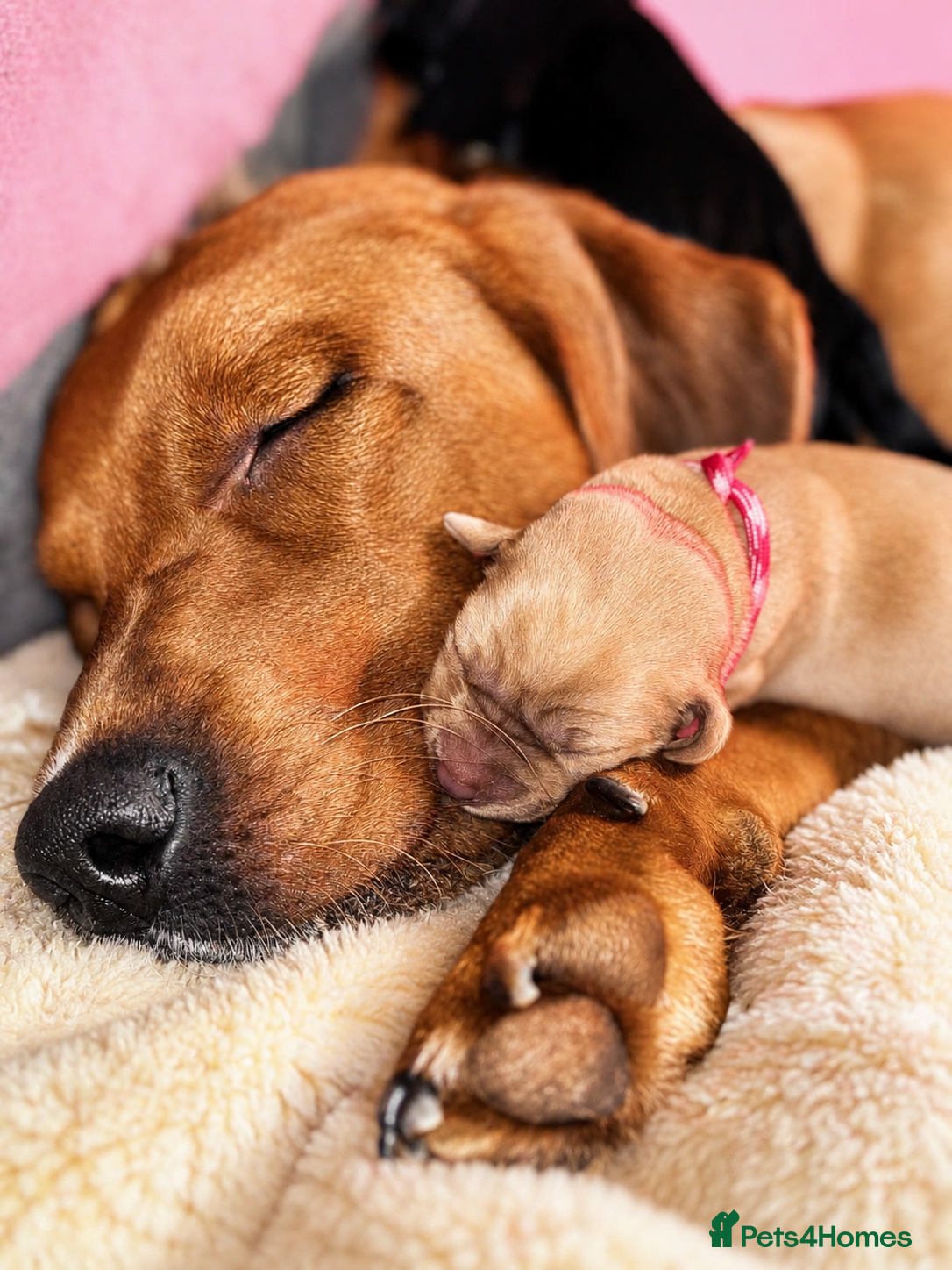 Labrador Retriever dogs KC Labrador Puppies Licenced Breeder - Advert 2