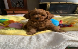 Toy Poodle dogs for sale: One of a kind deep red toy poodle boy - Image 12