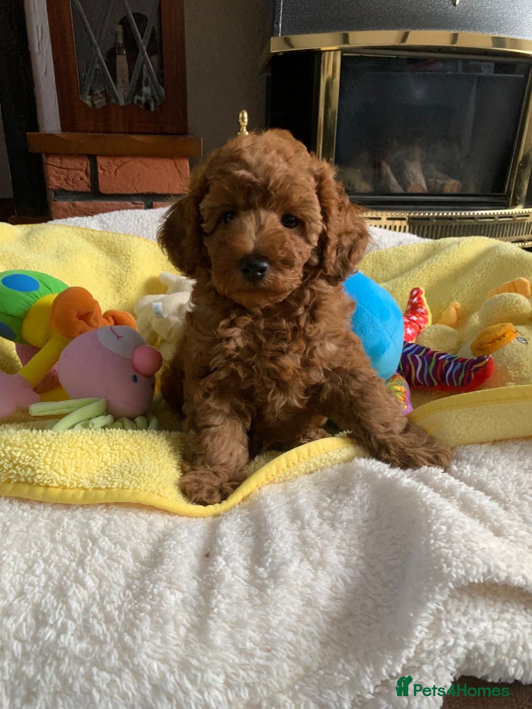 Toy Poodle dogs for sale: One of a kind deep red toy poodle boy - Image 12