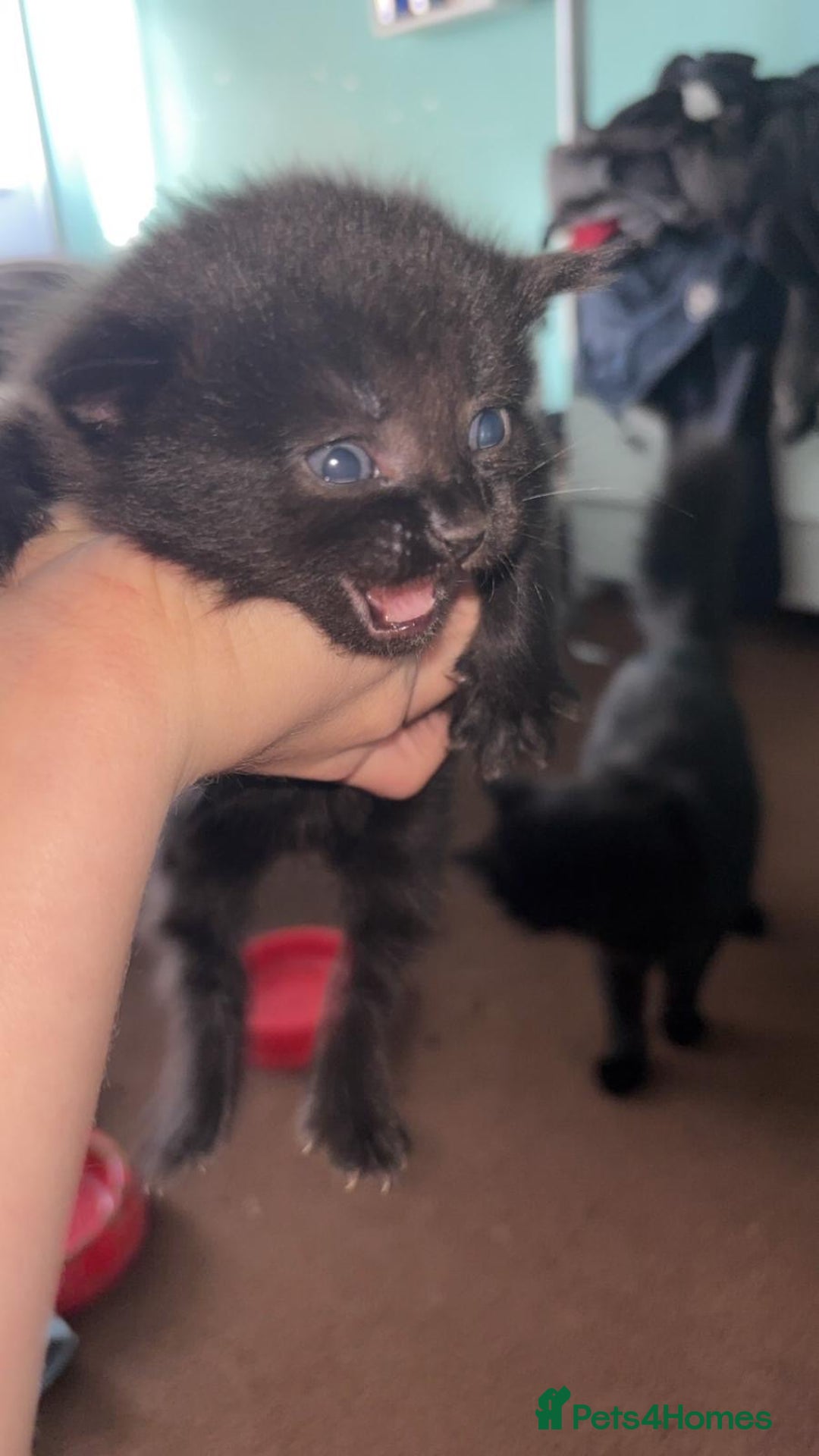 British Shorthair cats for sale: 2 sets of kittens for sale  - Image 6