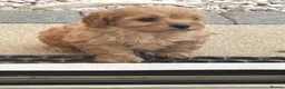 Cavapoo dogs for sale: Charming cavapoo puppies  - Advert 2