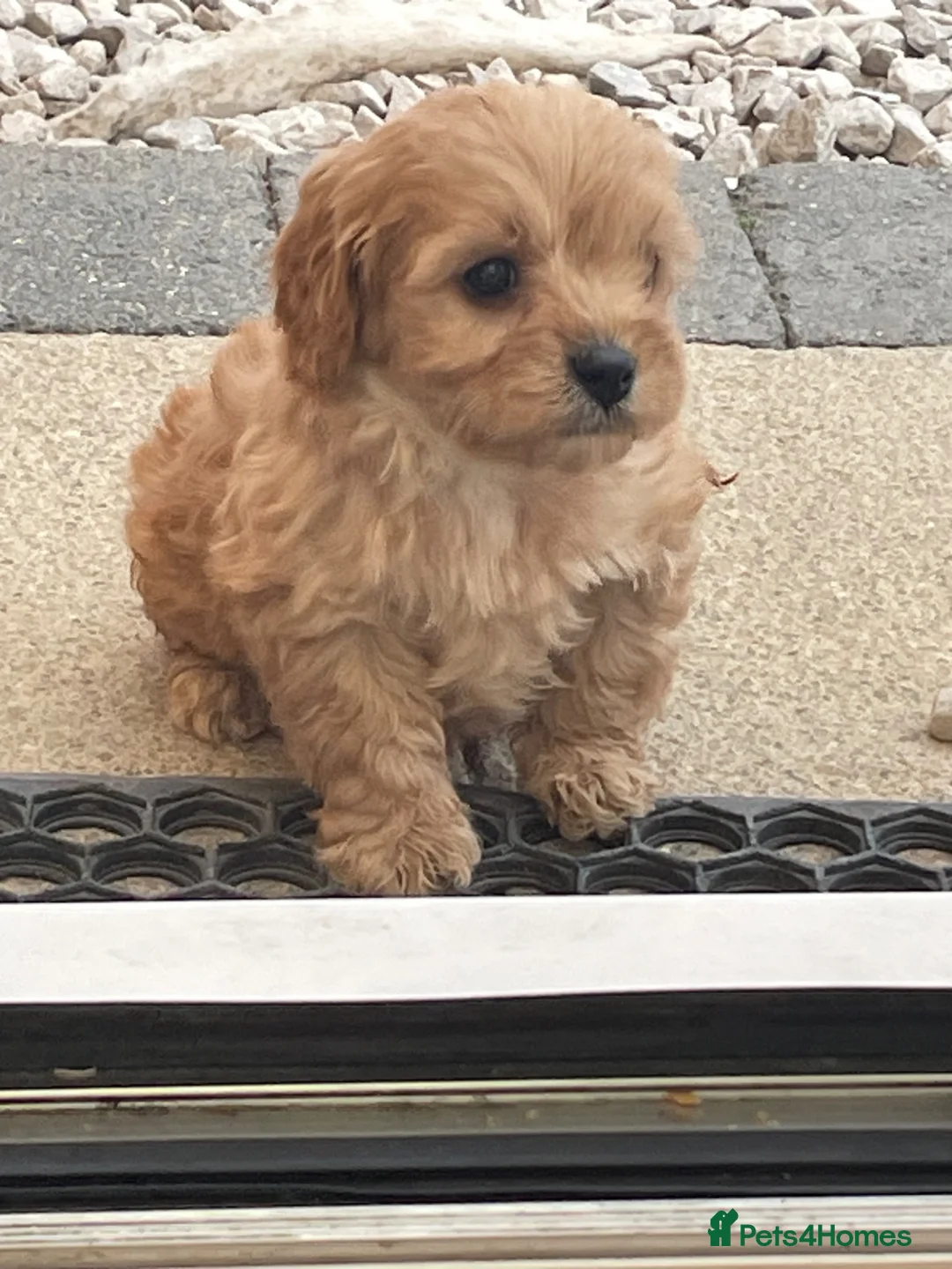 Cavapoo dogs for sale: Charming cavapoo puppies  - Advert 2