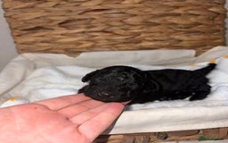 Cavapoo dogs for sale: BEAUTIFUL RARE CHOCOLATE CAVAPOOS - Image 2