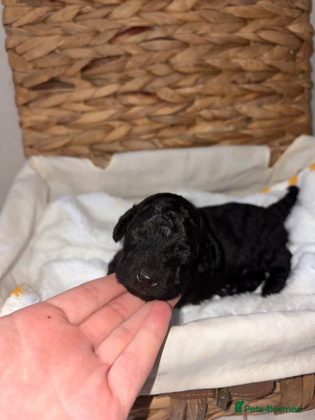 Cavapoo dogs for sale: BEAUTIFUL RARE CHOCOLATE CAVAPOOS - Image 2