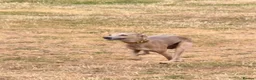 Italian Greyhound dogs for stud: Italian greyhound for stud  - Advert 3