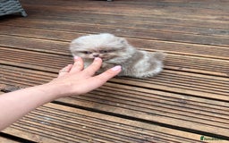 Pomeranian dogs for sale: Super Quite teddy bear Pomeranians puppy’s  - Image 17