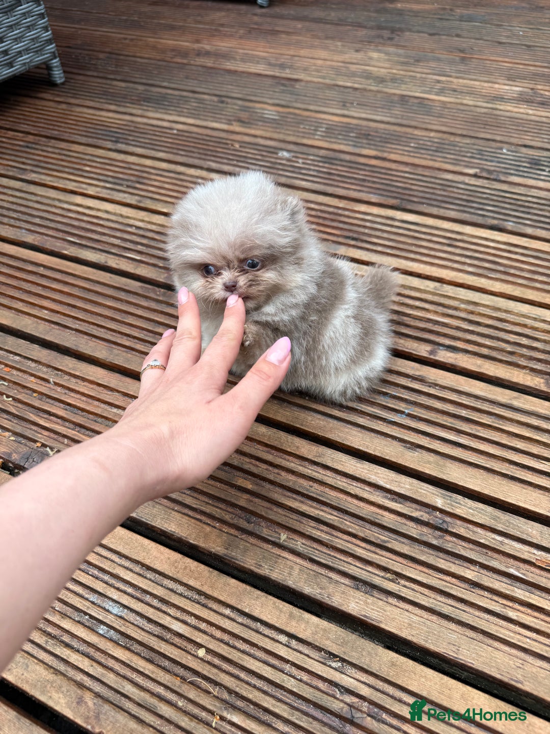Pomeranian dogs for sale: Super Quite teddy bear Pomeranians puppy’s  - Image 17