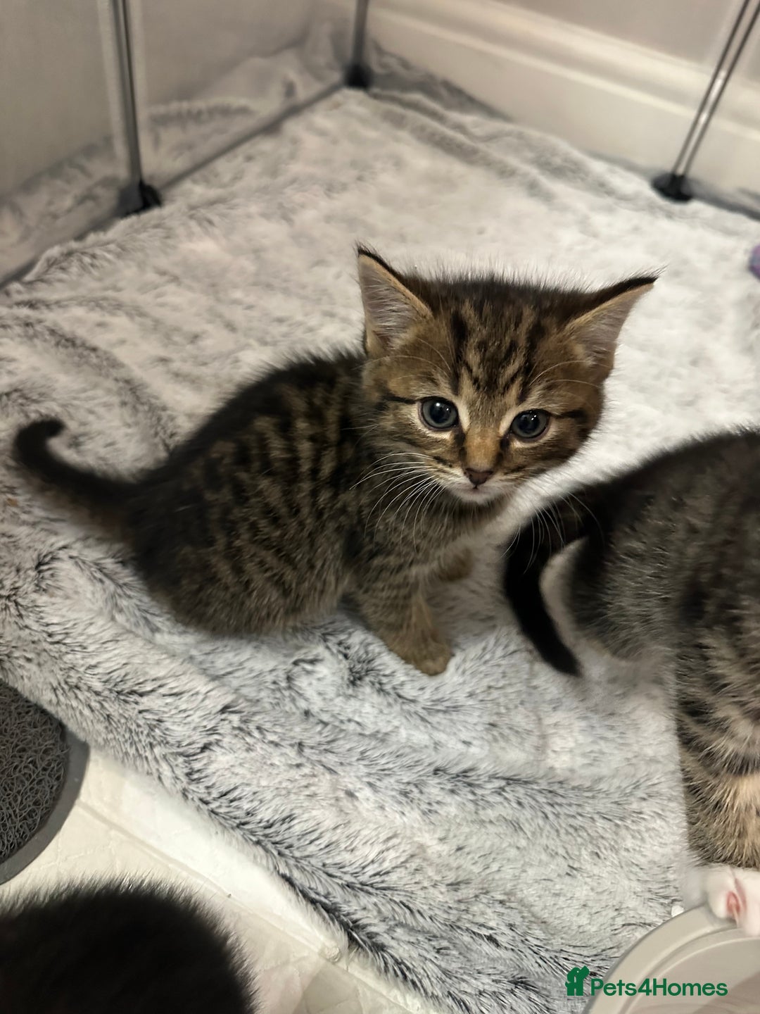 Domestic Shorthair cats for sale: Domestic short hair  - Image 6