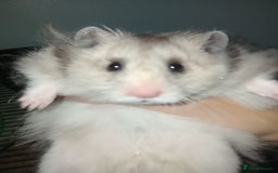 Hamster rodents for sale: Gojo silveira  - Advert 1