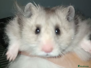 Hamster rodents for sale: Gojo silveira - Advert 2