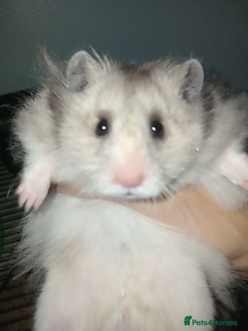 Hamster rodents Gojo silveira - Advert 1