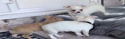 Chihuahua dogs for sale: gorgeous puppies in hull - Advert 15
