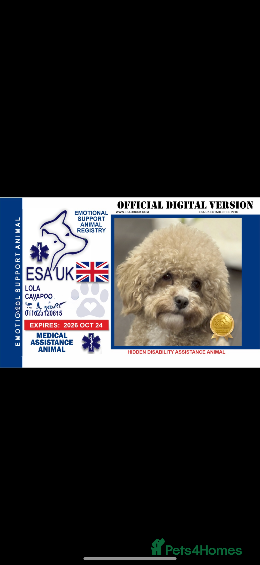 Cavapoo dogs for sale: Tiny cavapoo F1BB - ESA certified - Advert 1