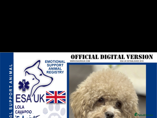 Cavapoo dogs Tiny cavapoo F1BB - ESA certified - Advert 2
