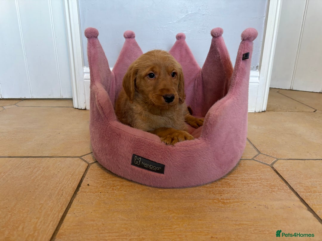 Labradoodle dogs for sale: ⭐️⭐️ Stunning F1 Miniature Labradoodles ⭐️⭐️ - Advert 12