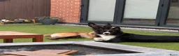 Mixed Breed dogs for sale: Border collie x Belgian Malinois  in Derby - Advert 4