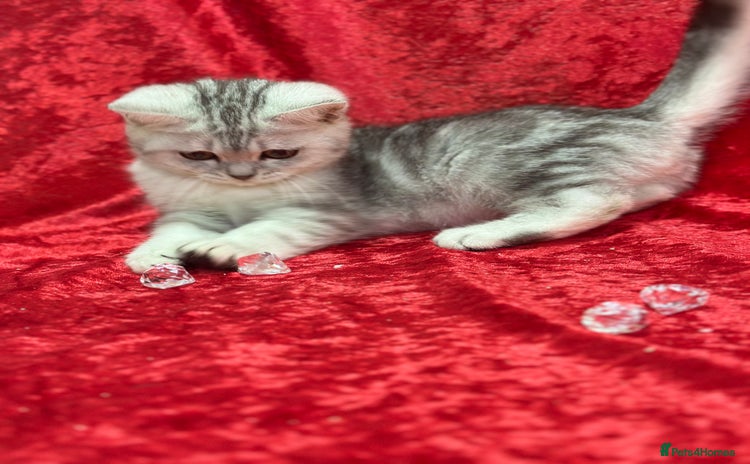 British Shorthair cats GCCF British short hair kitten - Advert 4