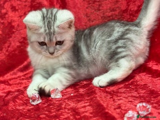 British Shorthair cats GCCF British short hair kitten - Advert 2