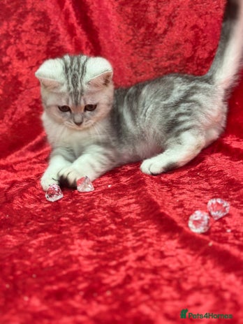 British Shorthair cats GCCF British short hair kitten - Advert 4