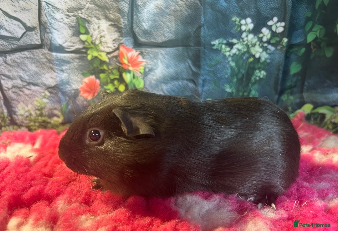 Guinea Pig rodents for sale: Guinea pigs mixed breeds 6 weeks old ready now - Advert 7