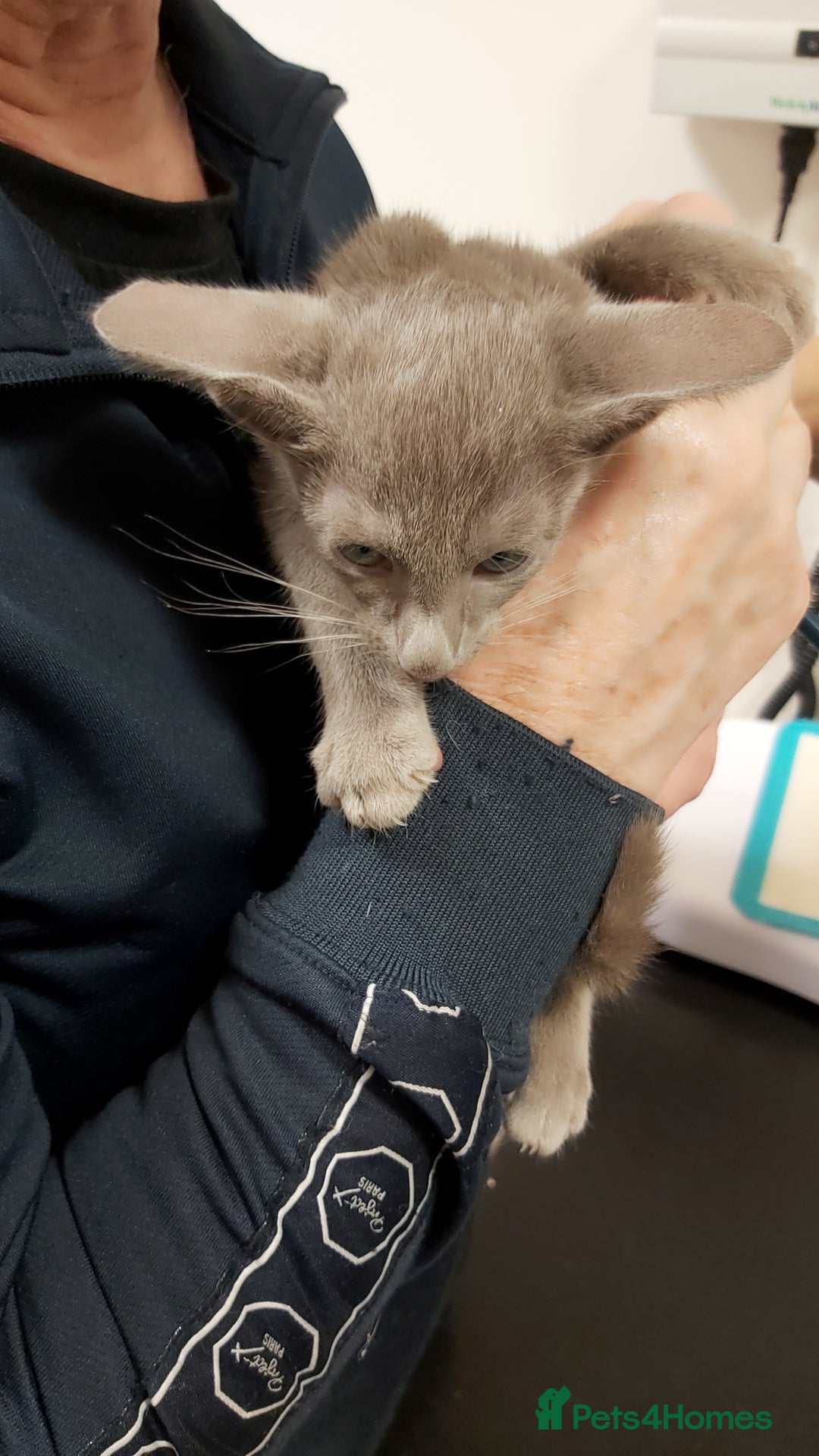 Oriental cats for sale: Full Pedigree Oriental 1 Kitten XL size ears GCCF - Advert 12