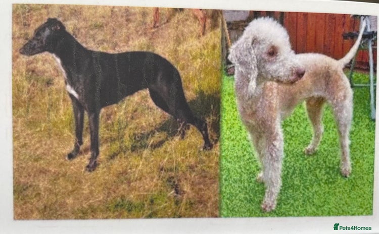 Bedlington Terrier dogs - Advert 1