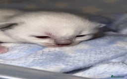 Ragdoll cats for sale: Stunning Blue Colourpoint Mitted Ragdoll kittens - Image 3