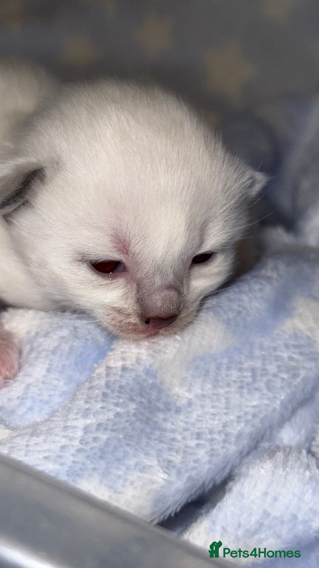 Ragdoll cats for sale: Stunning Blue Colourpoint Mitted Ragdoll kittens - Image 3