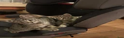Mixed Breed cats for sale: Our little tabby kittens  in Caterham - Advert 4