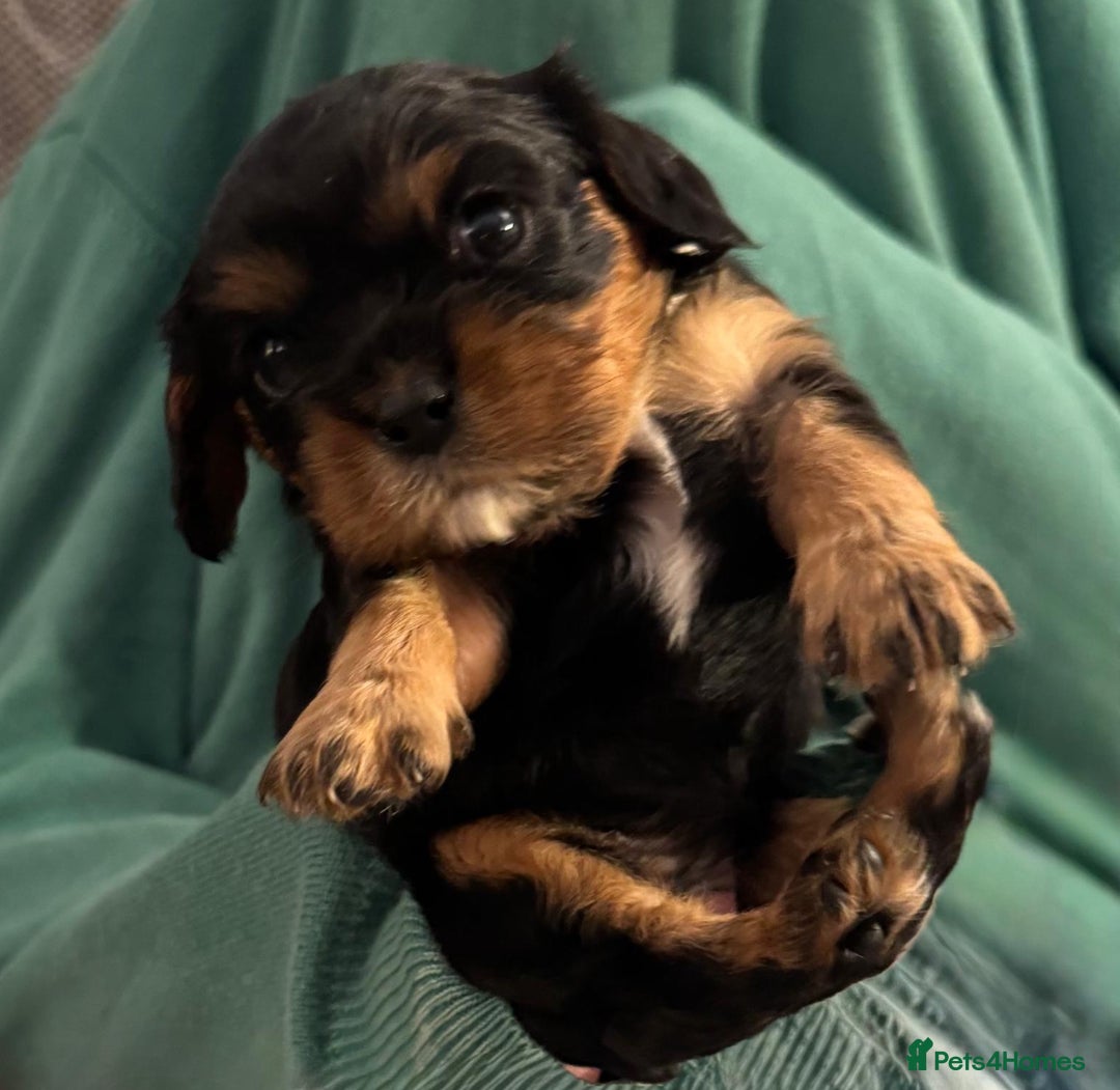 Cavalier King Charles Spaniel dogs for sale: Beautiful Cavalier Puppies - Fully health tested  - Image 21