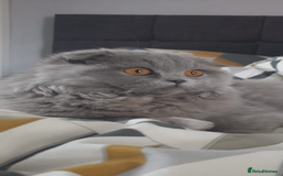 British Shorthair cats for sale: British shorthair/scottish fold cross kittens - Image 11