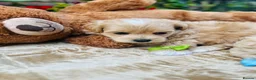 Maltipoo dogs for sale:  **  Maltipoo Puppy – Beautiful Teddy Bear Face - Advert 6
