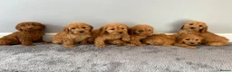 Cockapoo dogs for sale: Cockapoo puppies ready now  - Advert 2
