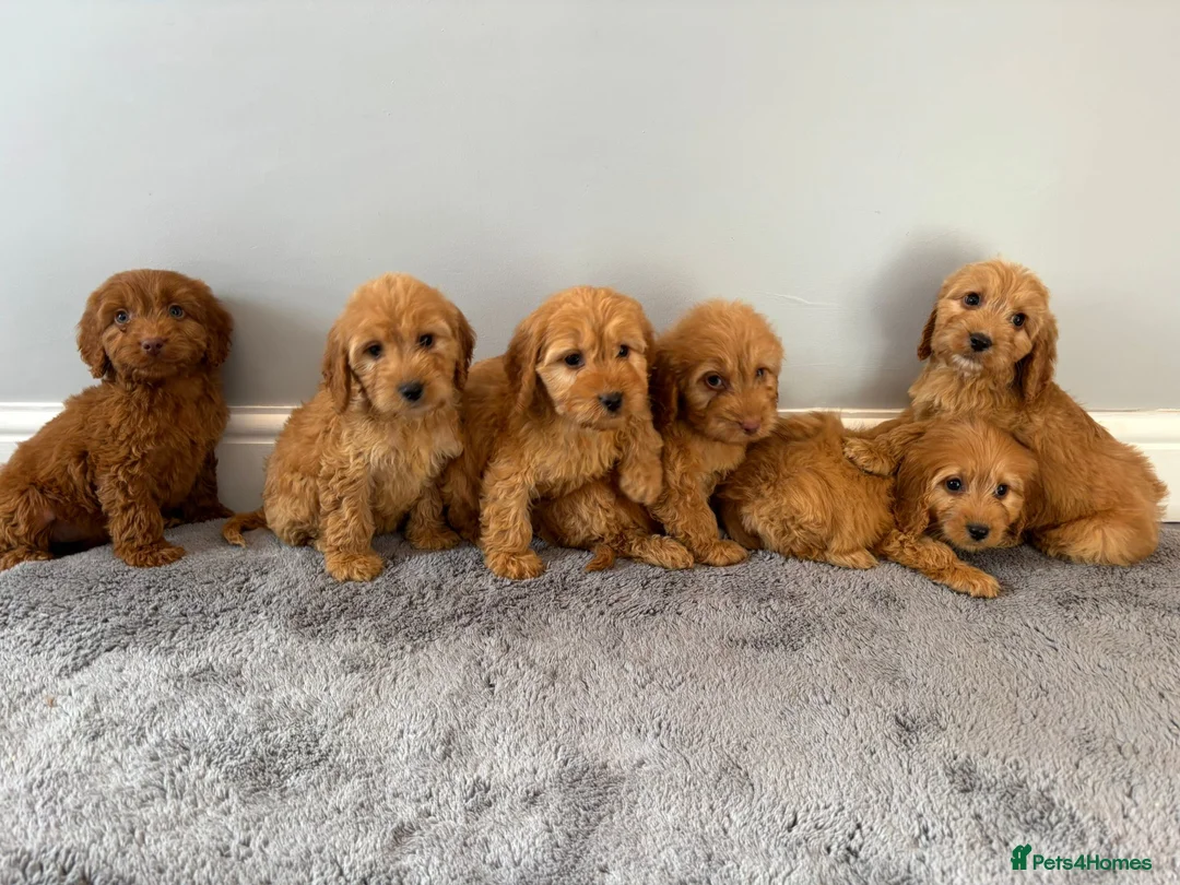 Cockapoo dogs for sale: Cockapoo puppies ready now  - Advert 2