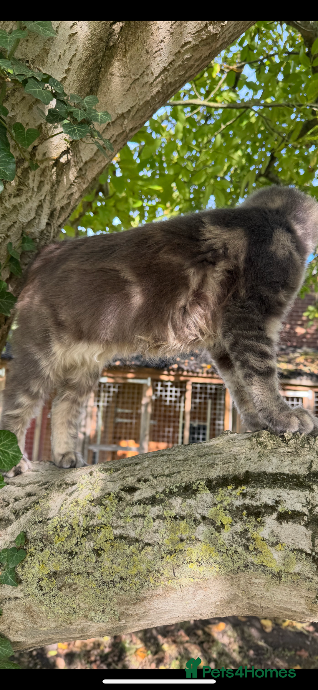 Maine Coon cats for sale: Three stunning pure bred Maine Coon girls - Image 10