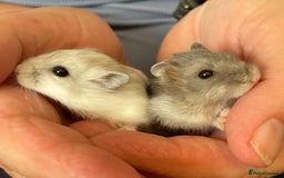 Hamster rodents for sale: Baby Winter White Russians from our show stock  - Image 16