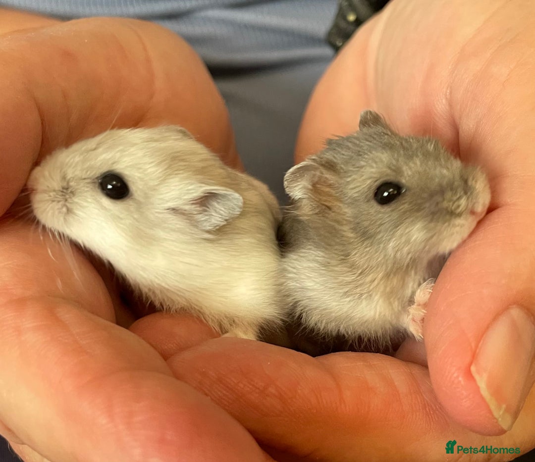 Hamster rodents for sale: Baby Winter White Russians from our show stock  - Image 16