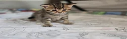Mixed Breed cats for sale: British Shorthair mix kittens  - Advert 10
