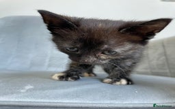 Mixed Breed cats for sale: Adorable kittens  - Image 24