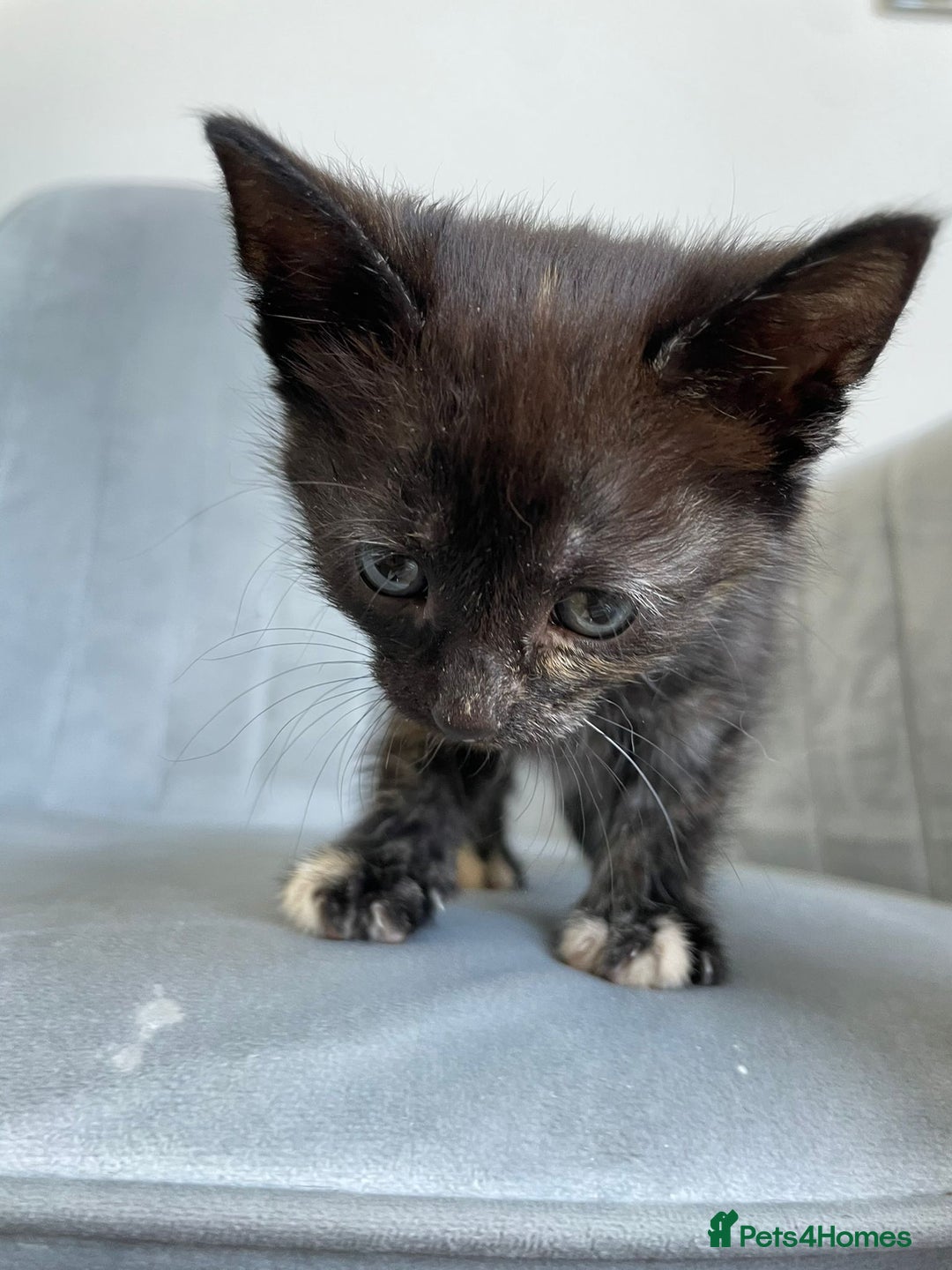 Mixed Breed cats for sale: Adorable kittens  - Image 24